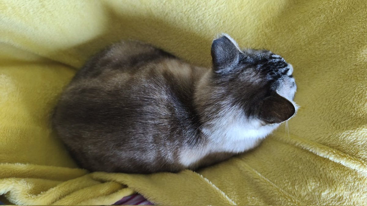 🌸 Kaori Loves Boba 🧋 tweet media