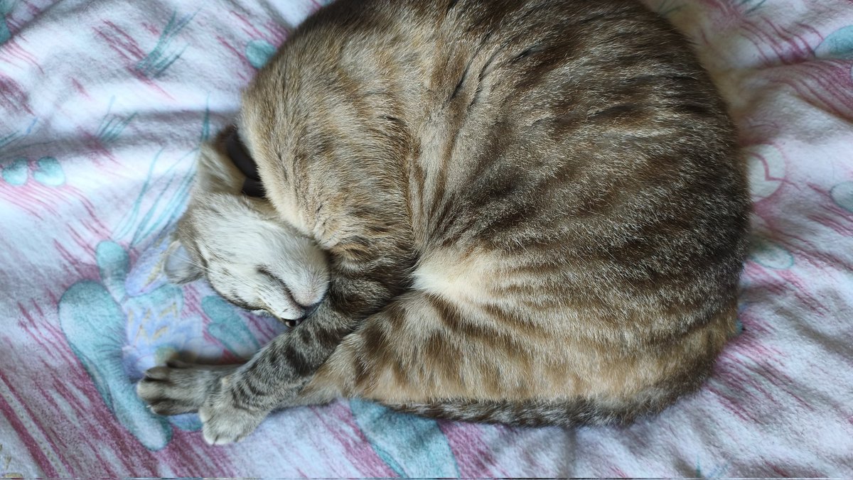 🌸 Kaori Loves Boba 🧋 tweet media