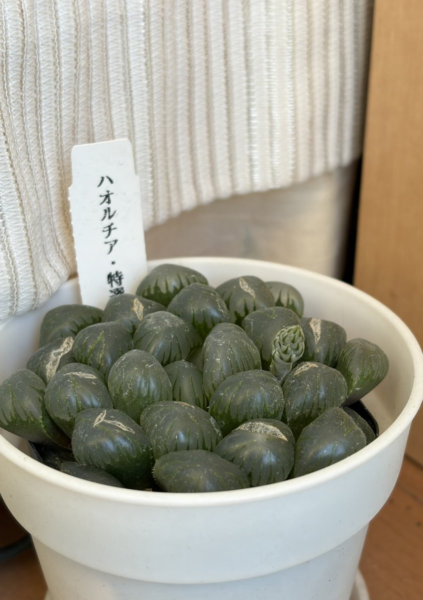 𖠅𖠌𖠔Taro tweet media