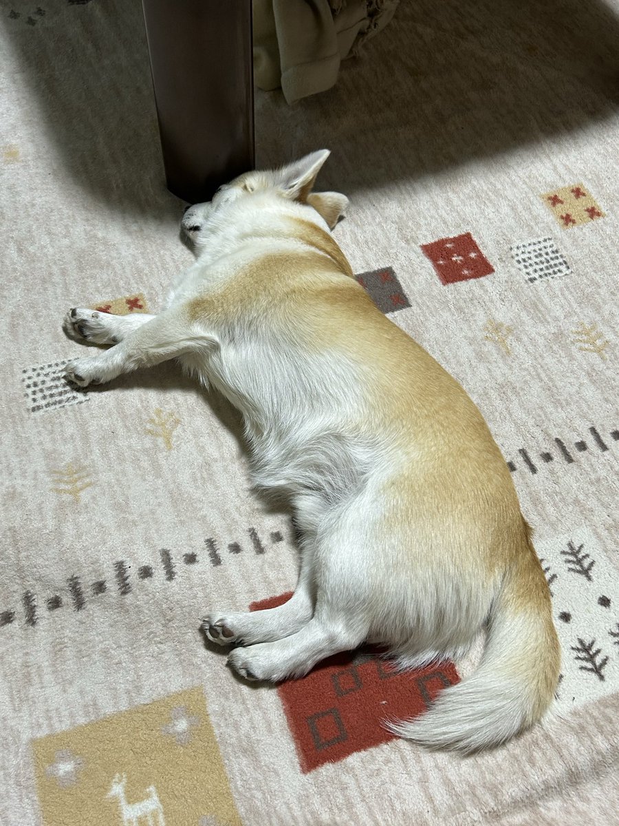 秘密基地moleと風來の森　管理人 tweet media