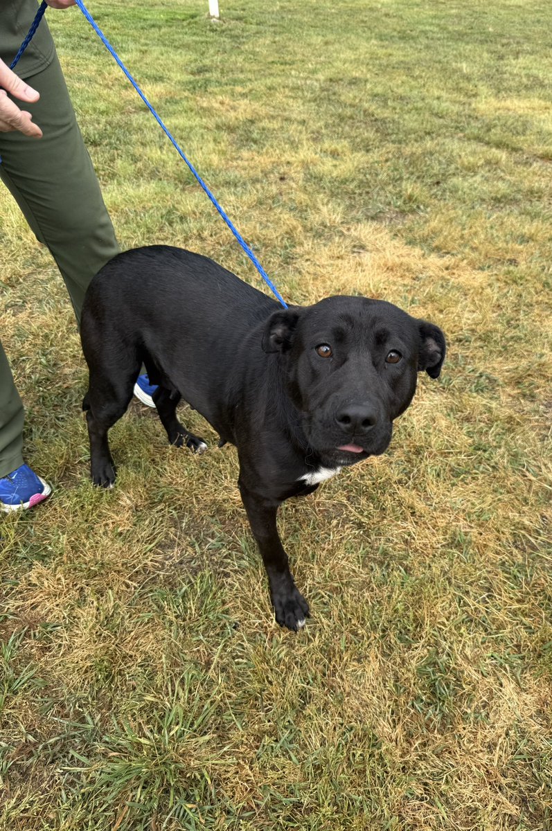 Lola Patolla tweet media