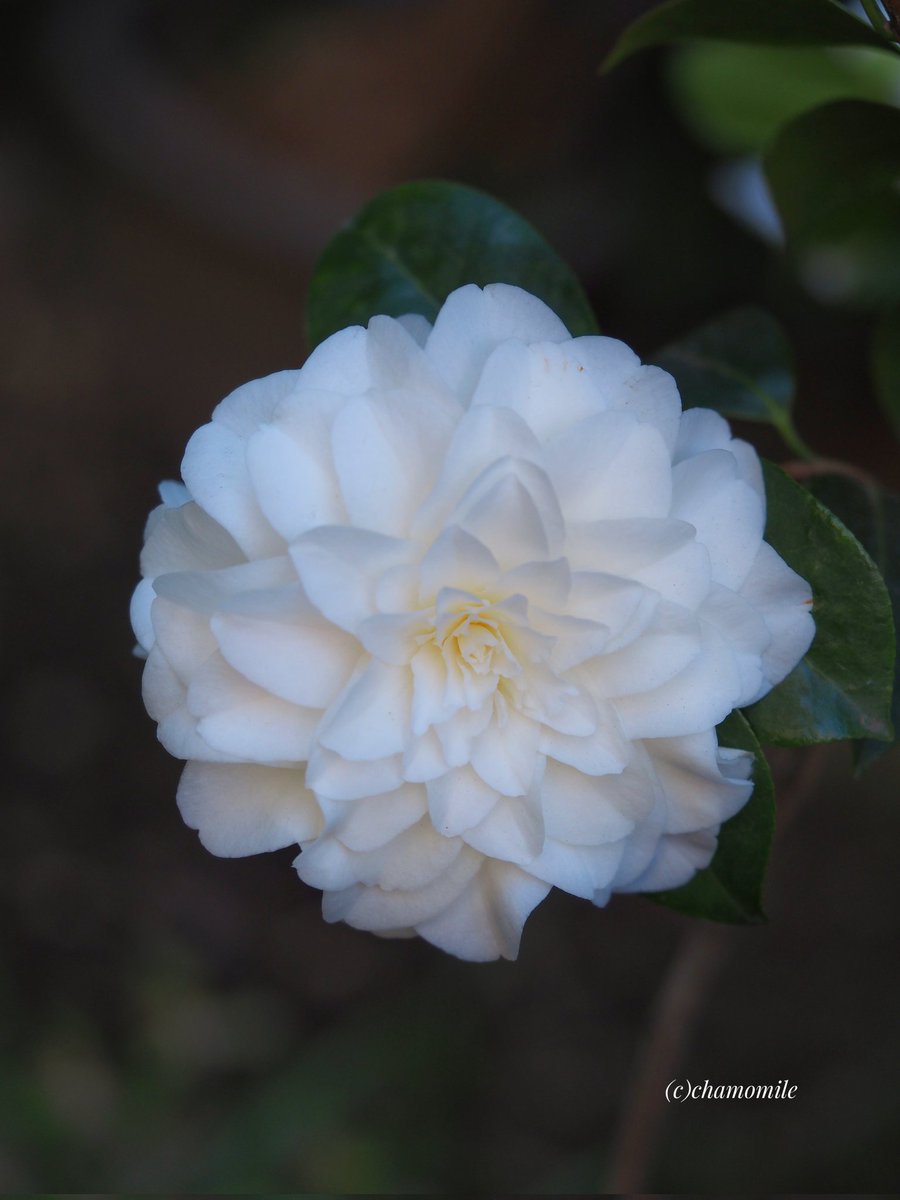 𝕔𝕙𝕒𝕞𝕠𝕞𝕚𝕝𝕖🌹🌿 tweet media