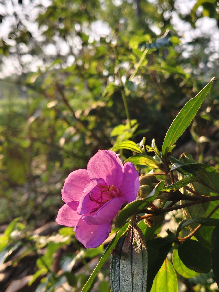 hd4kbd's tweet photo. Tea garden https://t.co/sqQtoFGIAO