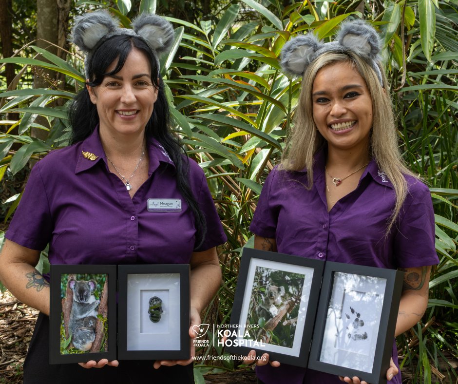 Friends_Koala's tweet image. We’re grateful to partner with #PetAngel, now providing cremation services for our #koalas at no cost.

While we always aim to release every koala, some sadly can’t be saved.

Thanks to Pet Angel, each is treated with dignity 💚🐨