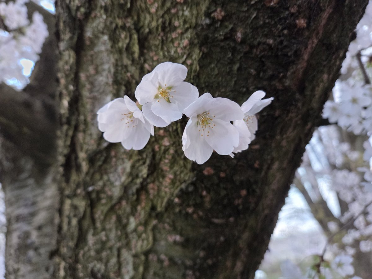 平出明彦（ちざわりん☀🎗️）｜公認心理師｜サバイバーの自立支援・TIC tweet media