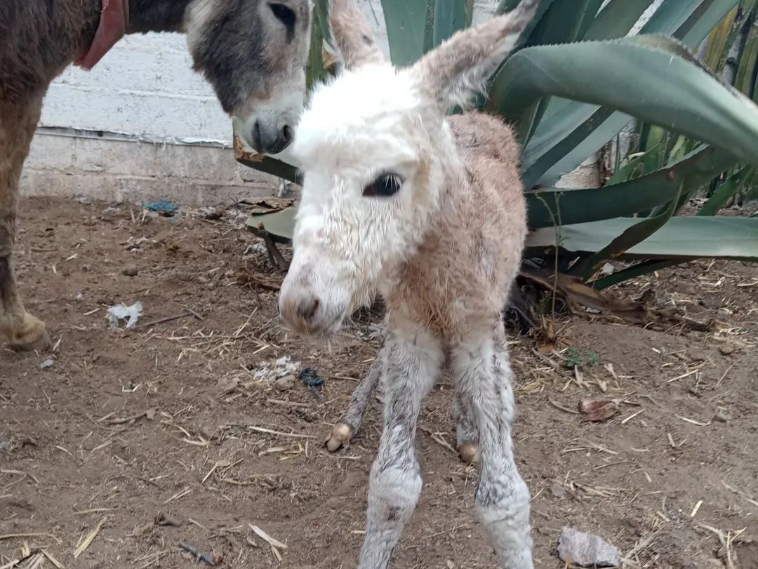 Burrolandia México tweet media