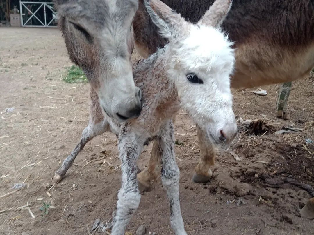 Burrolandia México tweet media