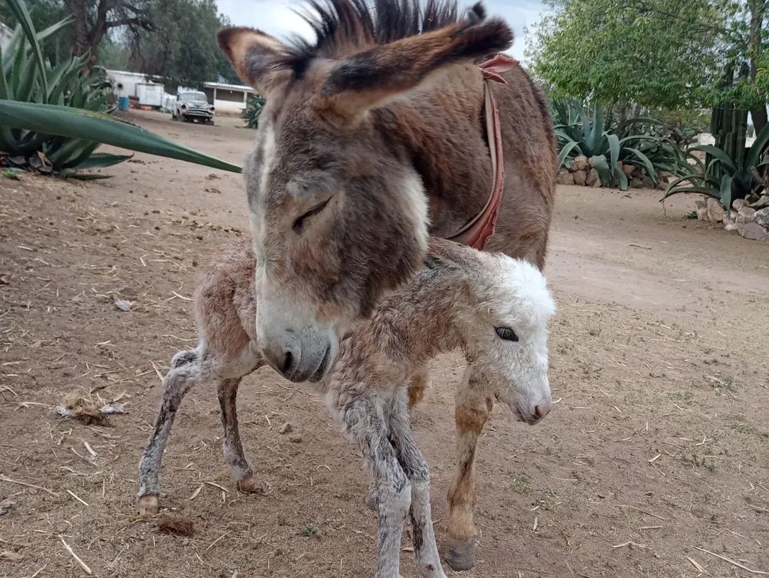 Burrolandia México tweet media