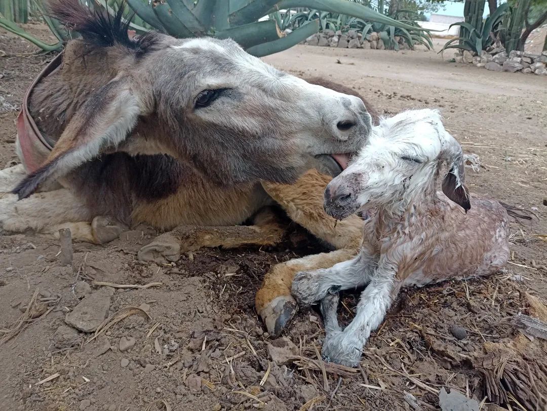 Burrolandia México tweet media