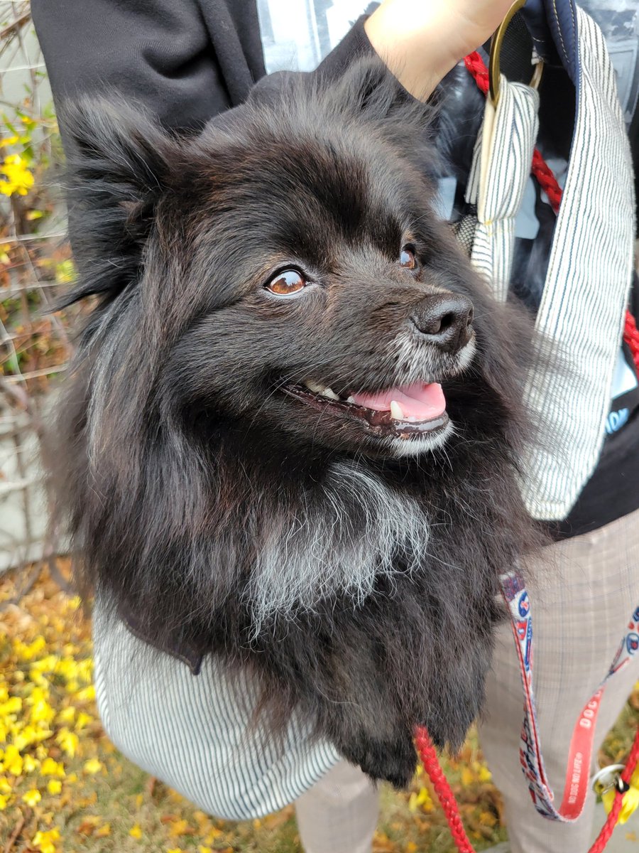 黒ぽめのエルとライ tweet media