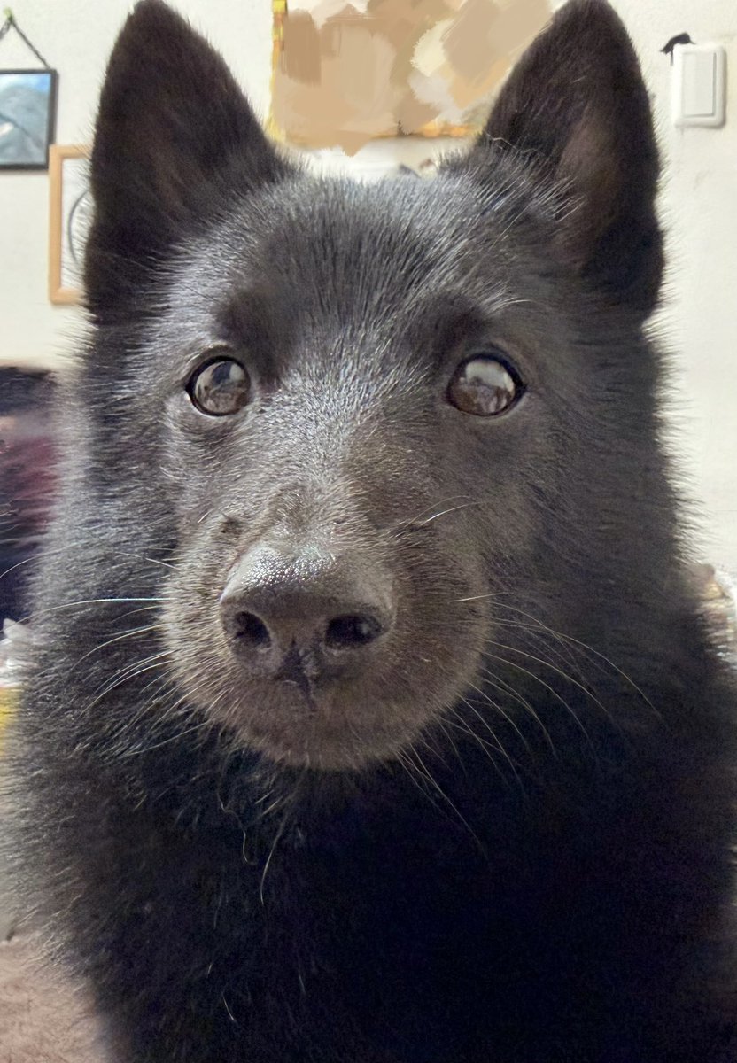 (∩･∇･∩) tweet media