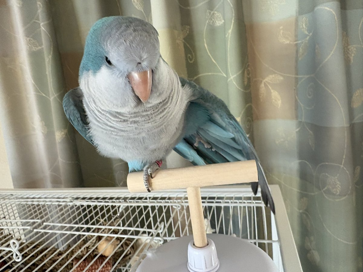 オキナインコのさちと飼い主さや tweet media