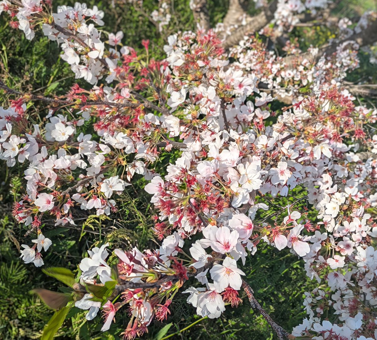 若いころは葉桜になってくるとガッカリしたものだけど、今はなかなかいいなぁと思う。なんか生命力を感じる。