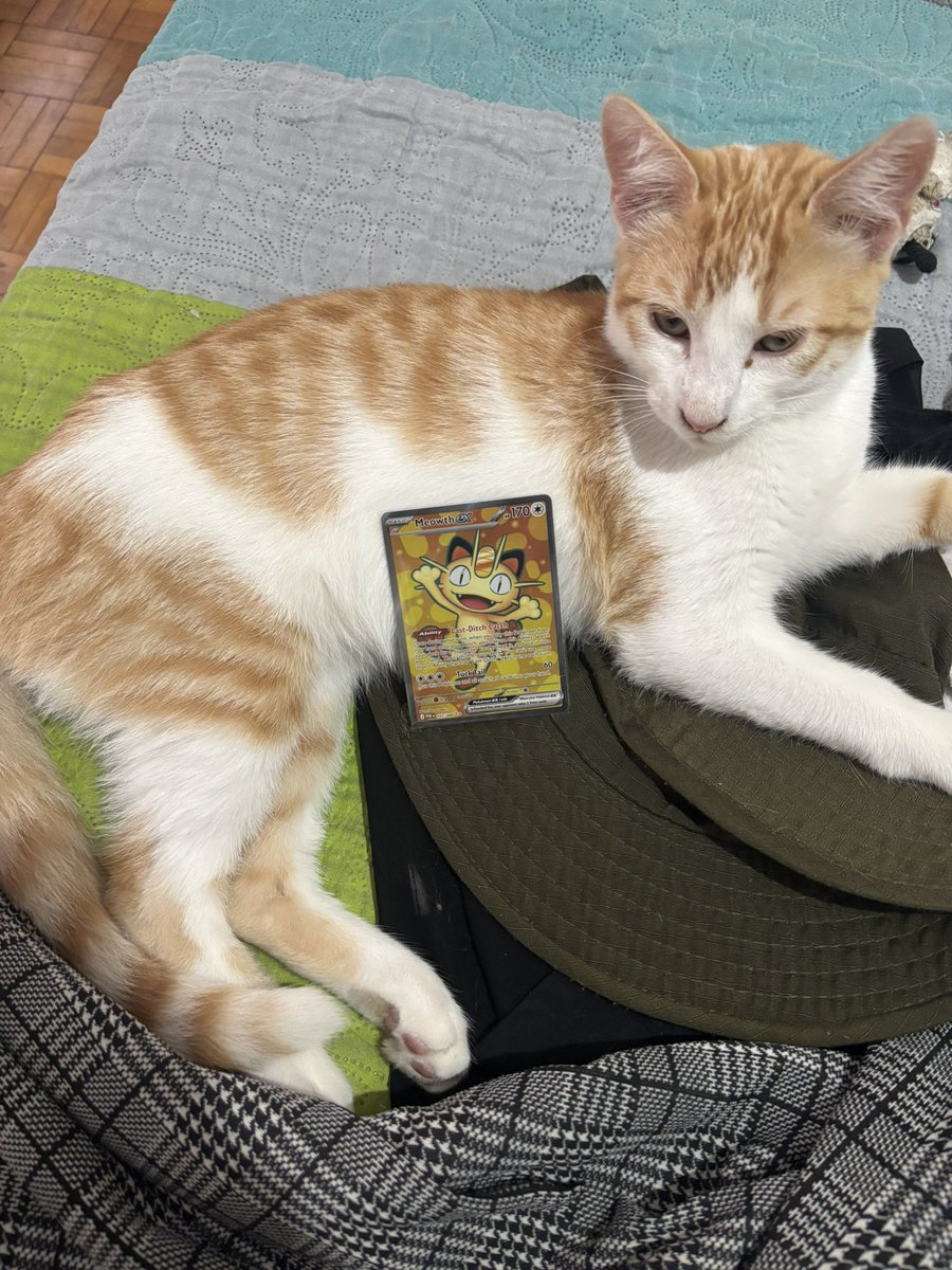 Viichomrs's tweet photo. wake up meowth ex https://t.co/IiPMHMmnNn