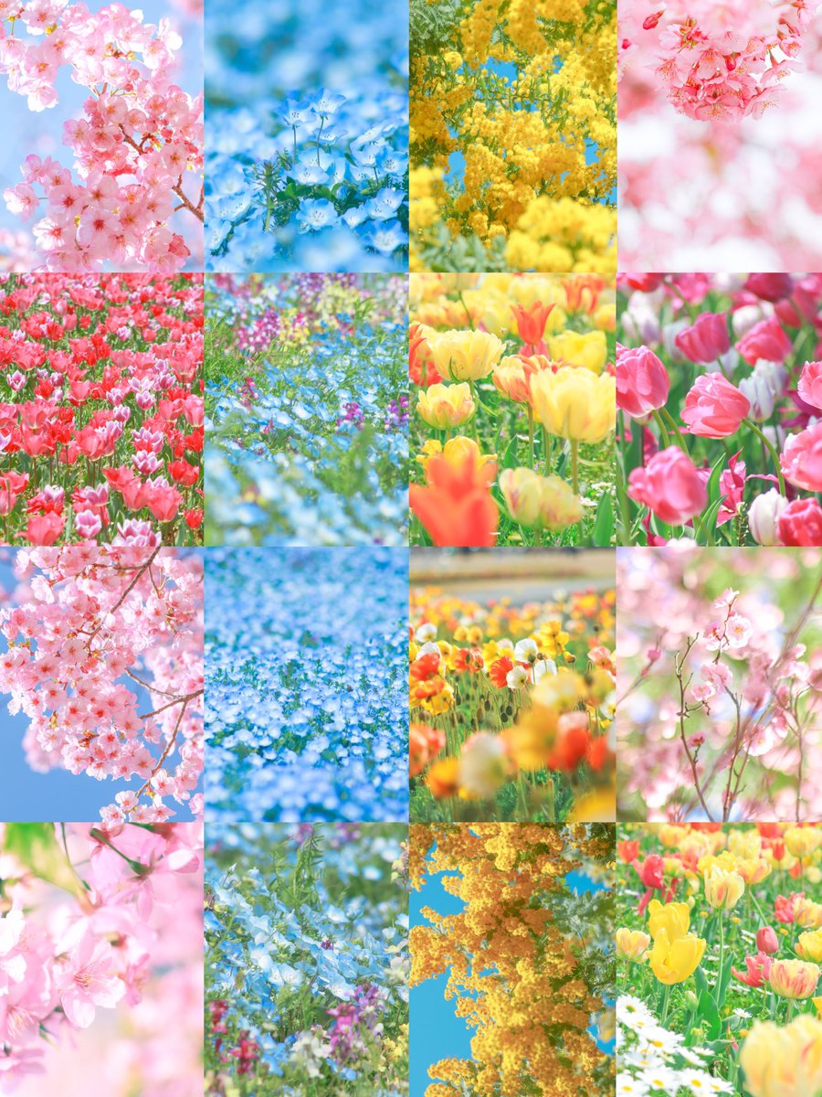 カラフル写真家Ayane.💐 tweet media