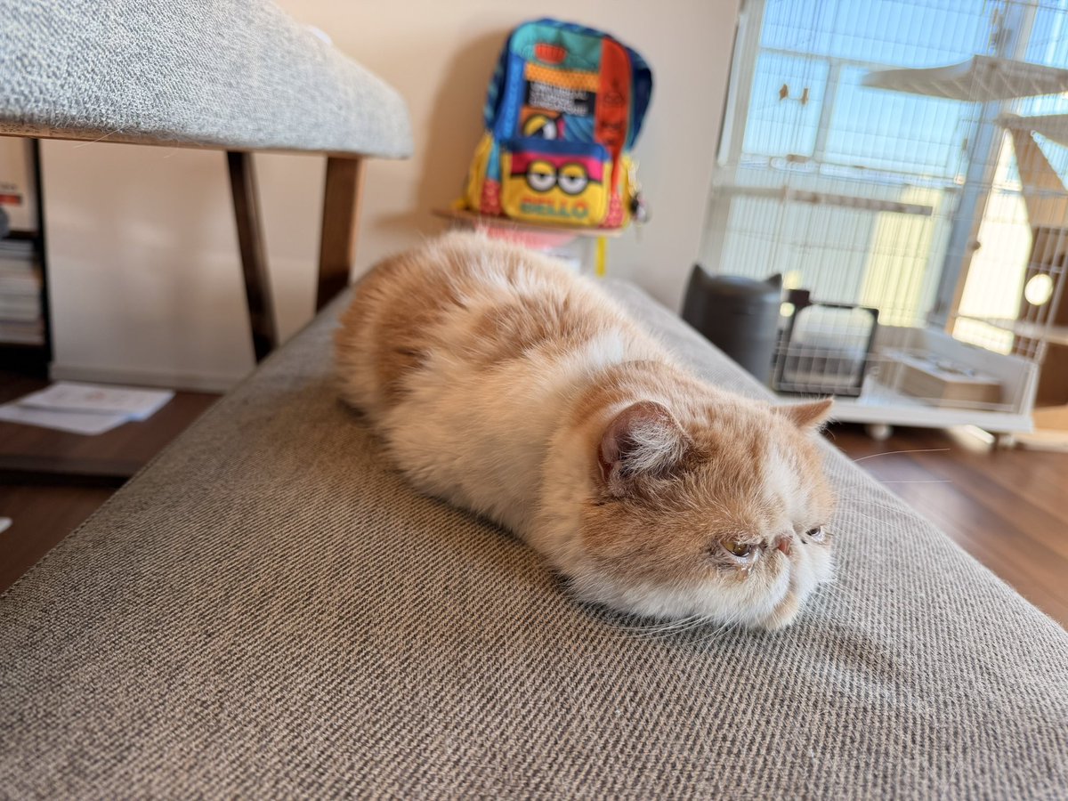 エキゾのきなこさん。 tweet media