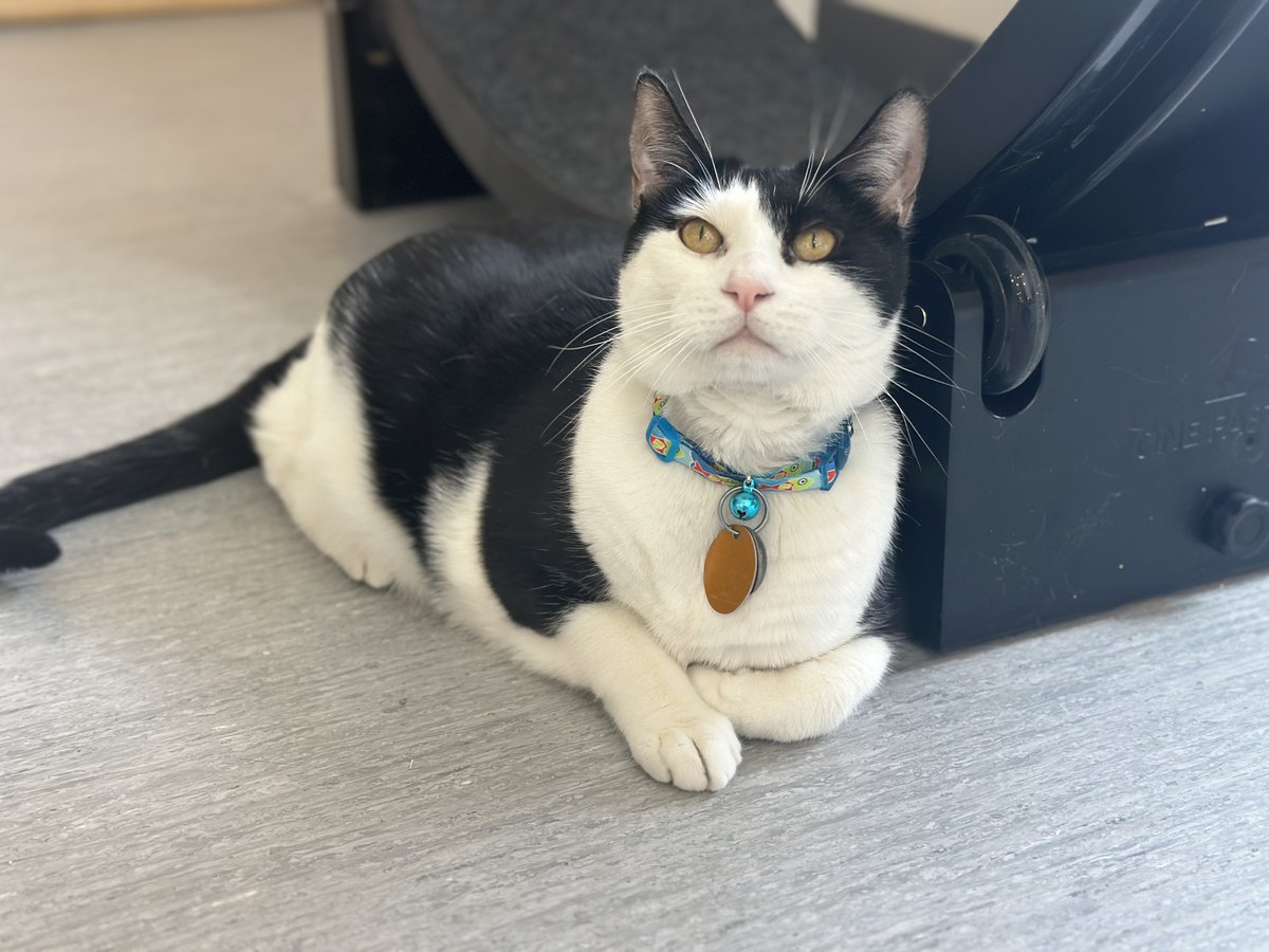 North Shore Animal League America tweet media