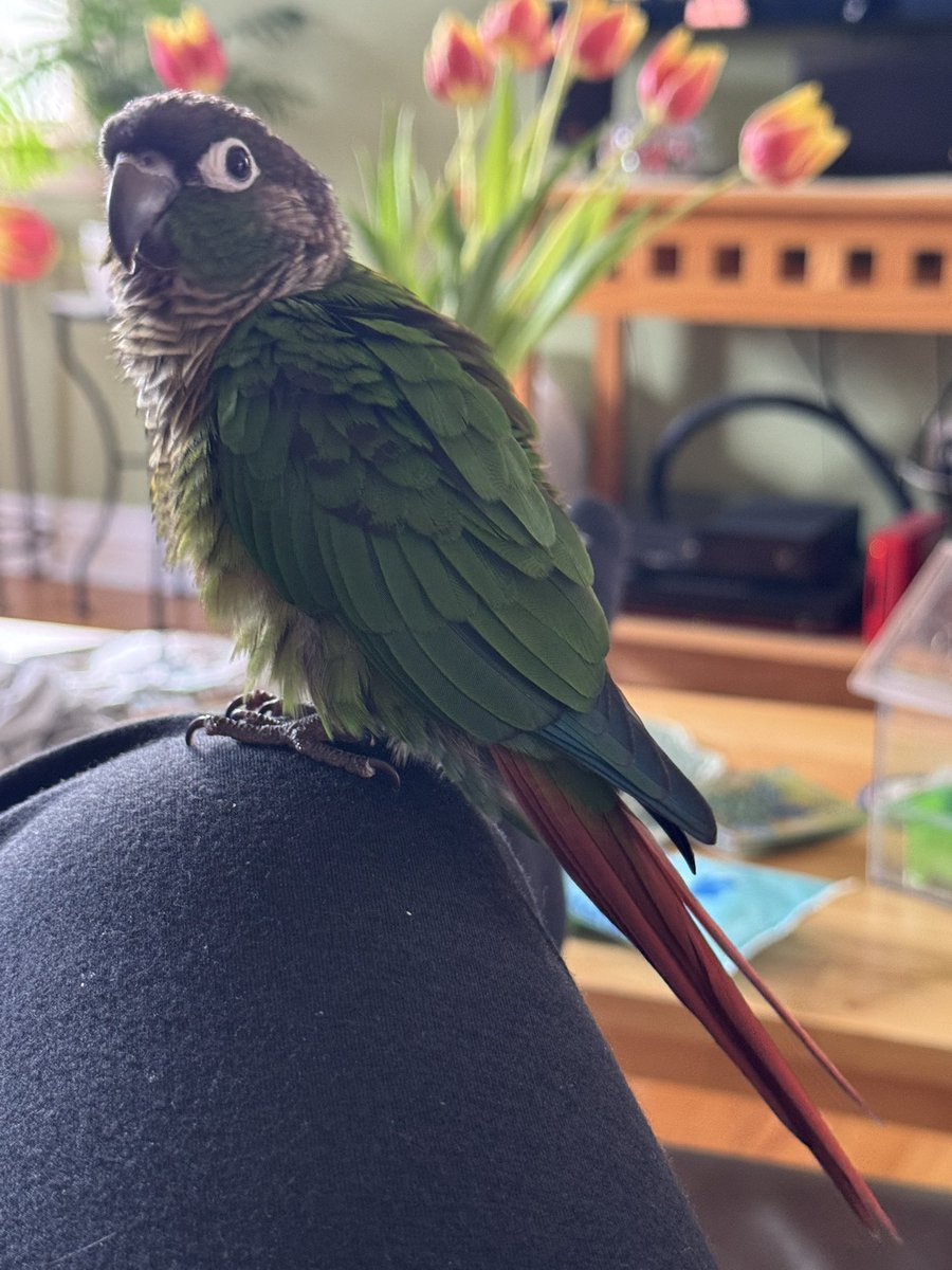 shyshyshy tweet media