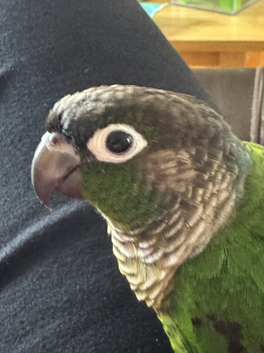 shyshyshy tweet media