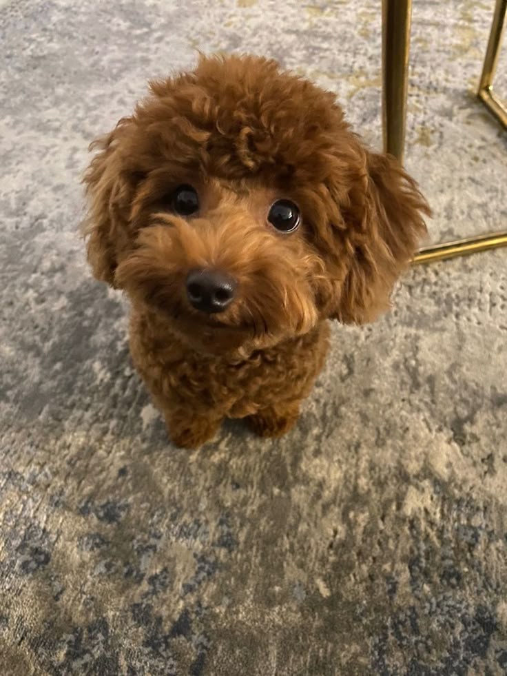 Tenten ‎ tweet media