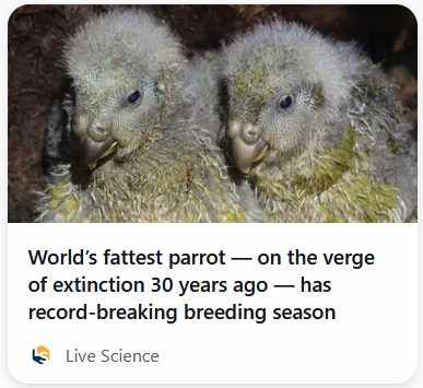 Mysterious Semblance At The Strand Of Nightmares tweet media