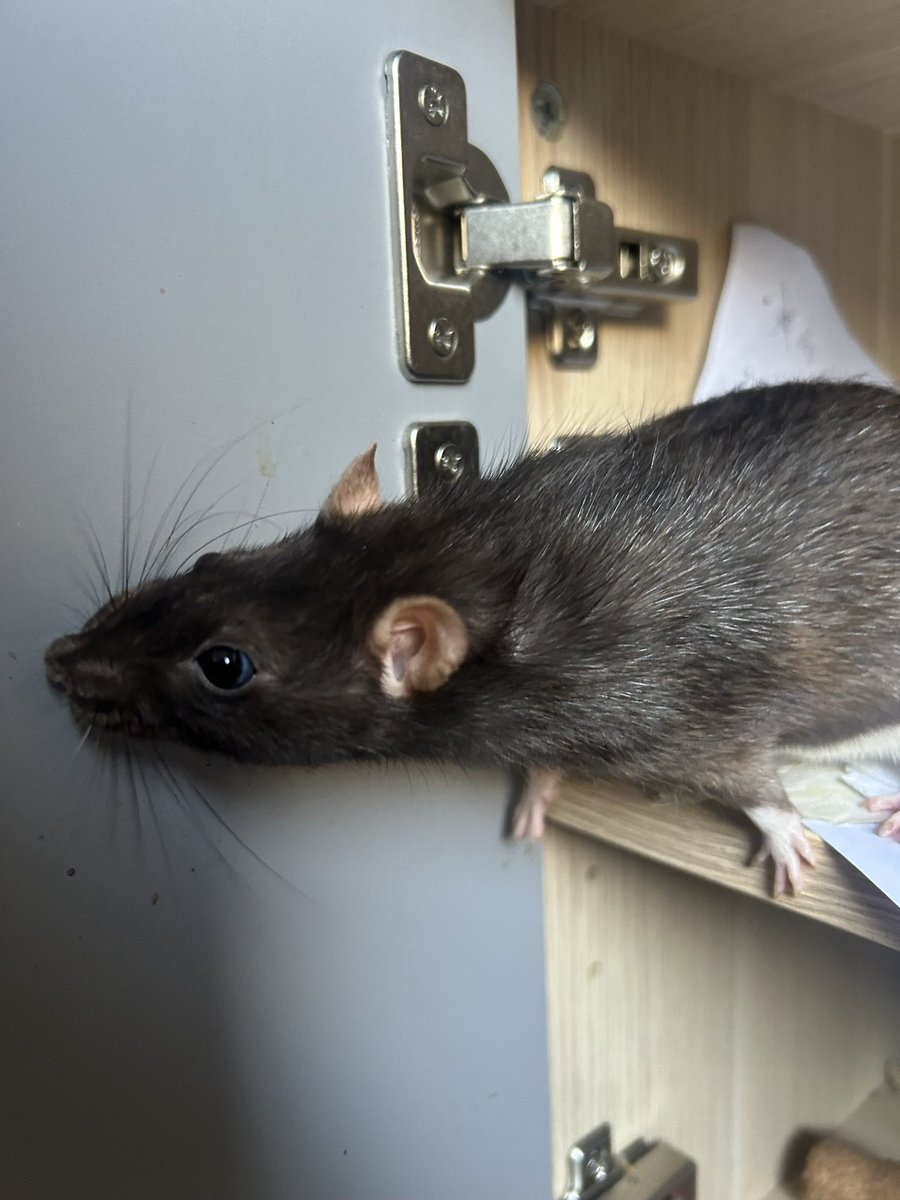 anna🪻🐀 tweet media