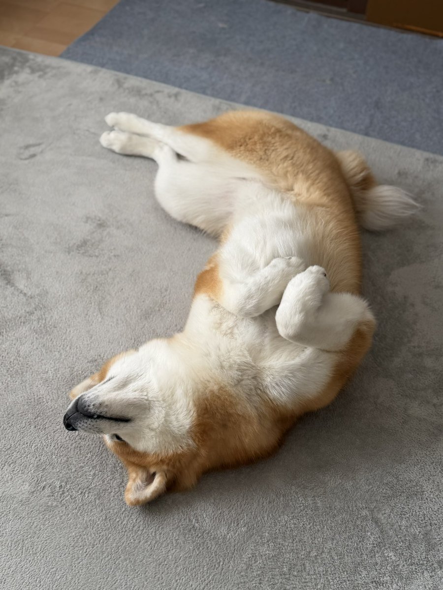 秋田犬 姫奈 ひな tweet media