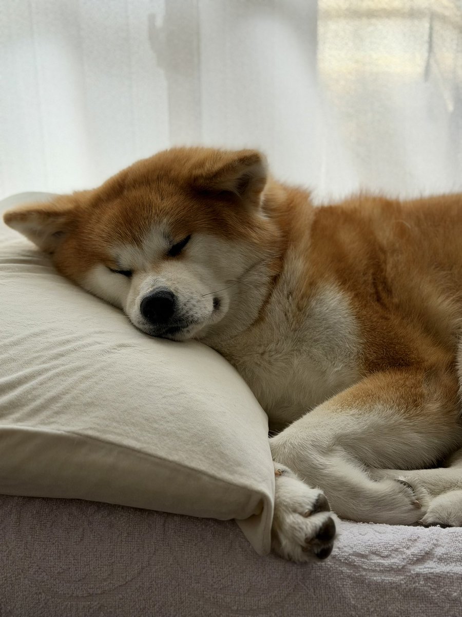 秋田犬 姫奈 ひな tweet media