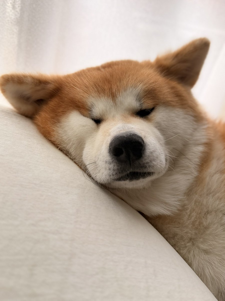 秋田犬 姫奈 ひな tweet media