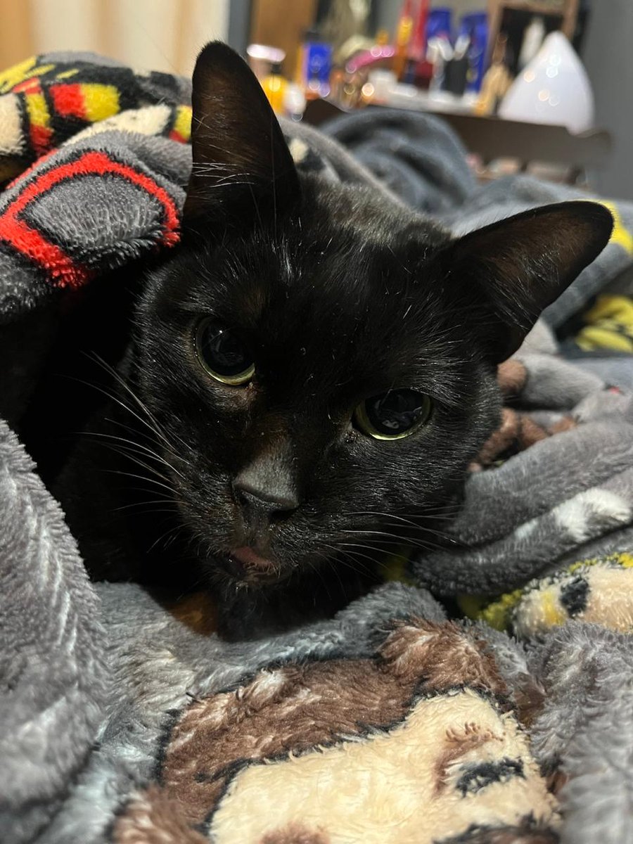 oii galera do kpop da minha tml da um rt pra ajudar meu gatinho agradece