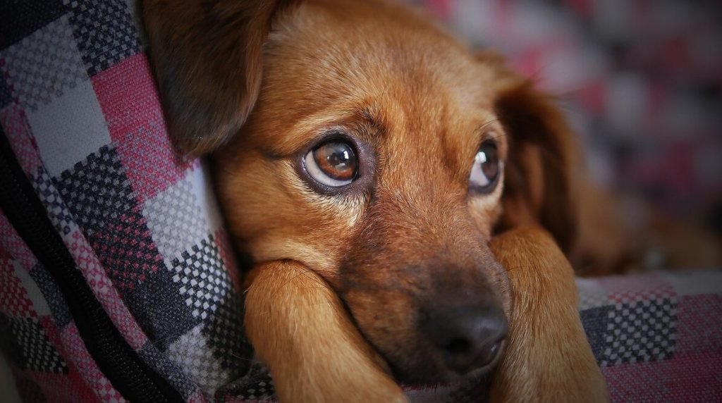 𝓒hicken tweet media