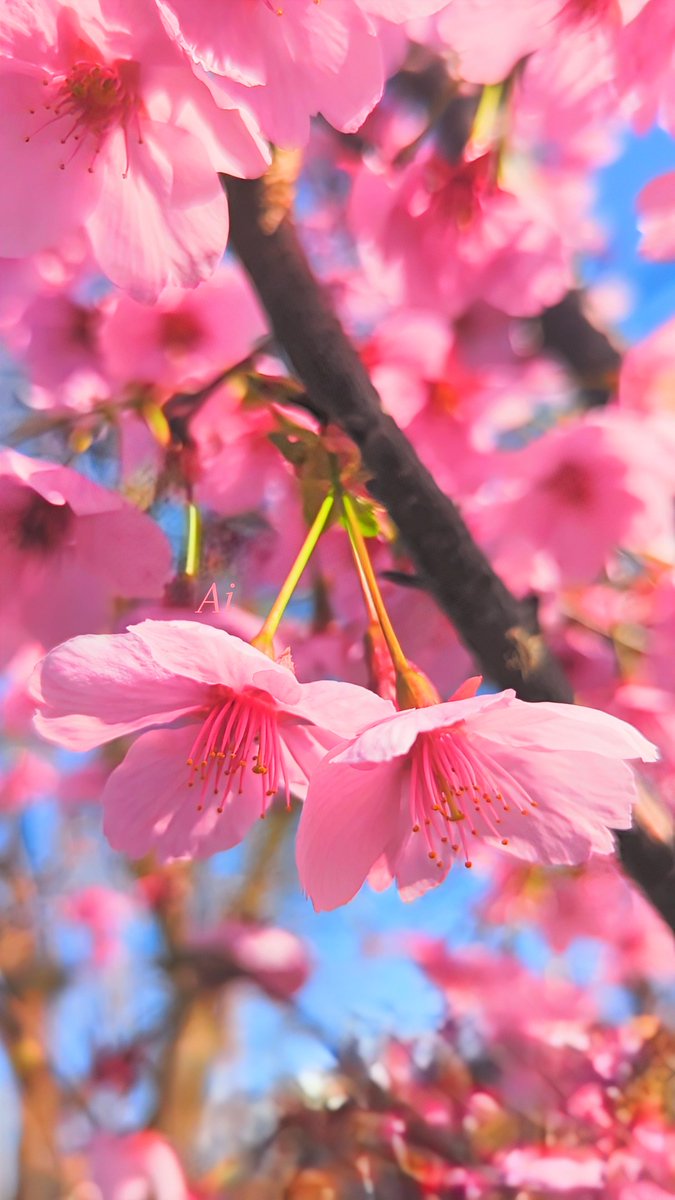 Linaりな𓂃◌𓈒𓐍 🎀 tweet media