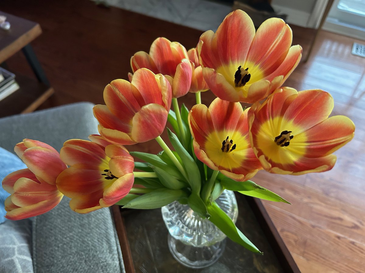 Easter tulip in bloom🌷