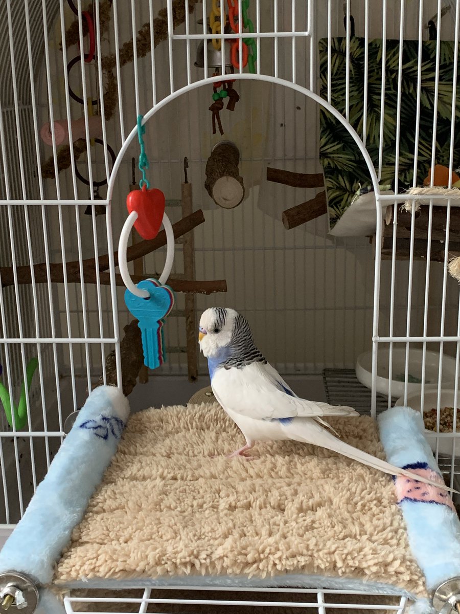 AmyAndersen77's tweet photo. #PetsOfApartmentsCom Misha says ‘Welcome home!’ https://t.co/tbeTuxAxRl