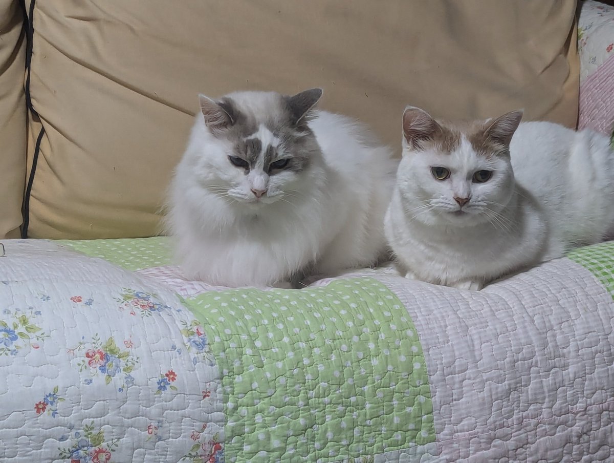 クロノス tweet media