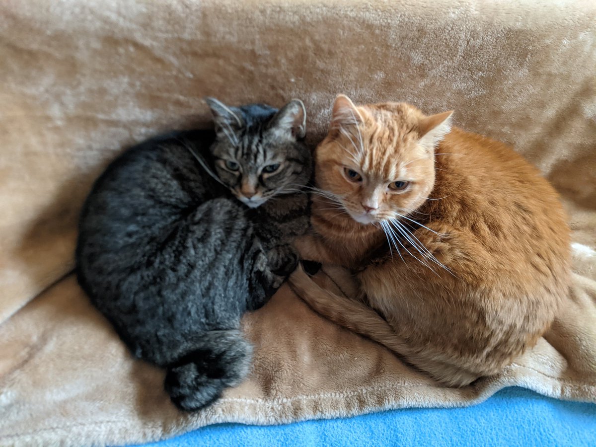 クロノス tweet media