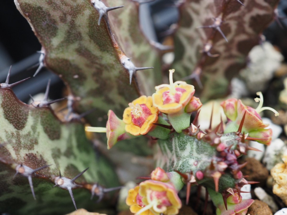 ぼびぃ tweet media