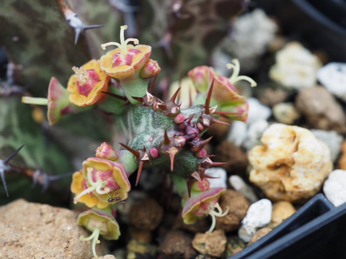 ぼびぃ tweet media