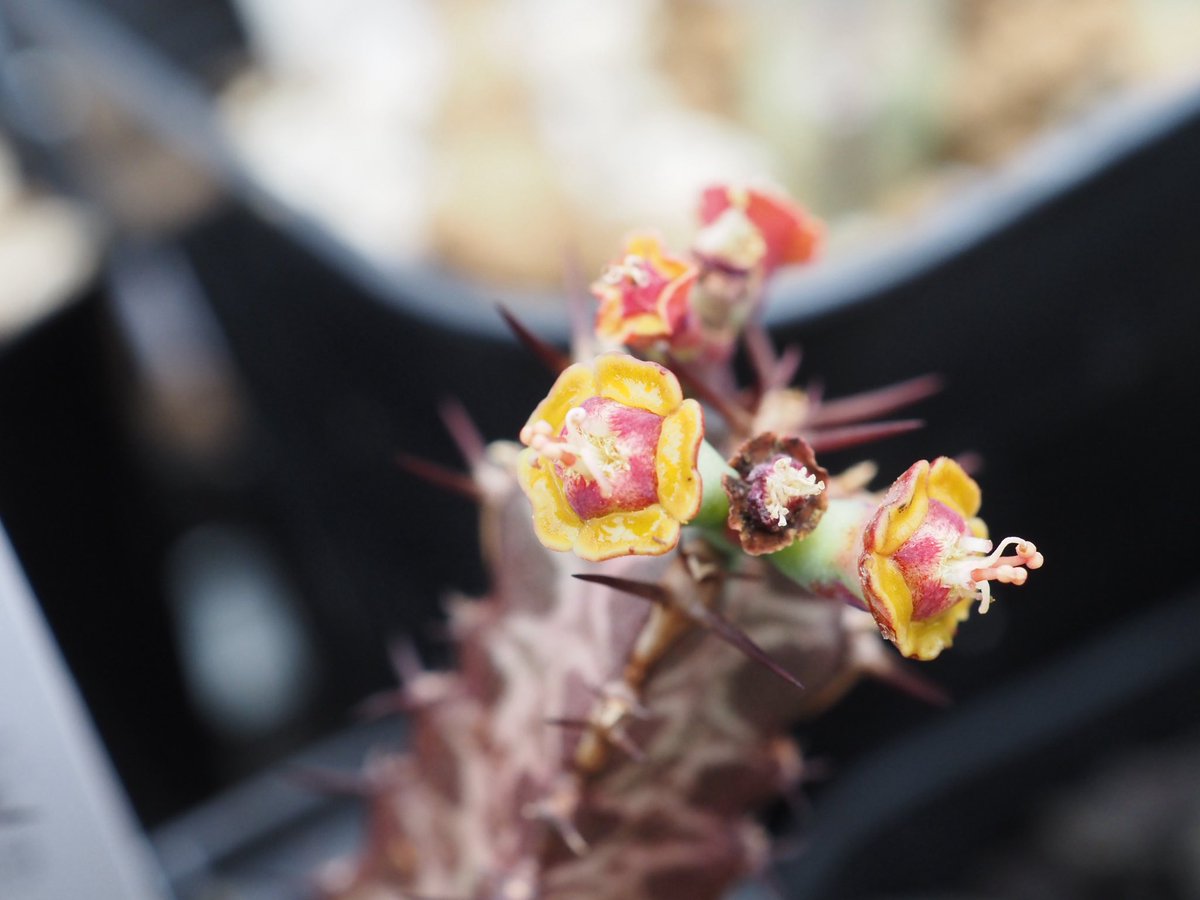 ぼびぃ tweet media