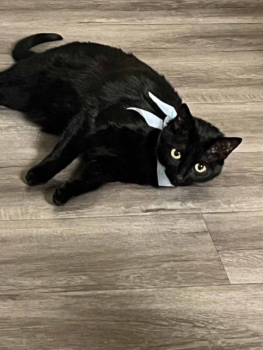 🎃ROSIE🎃 tweet media