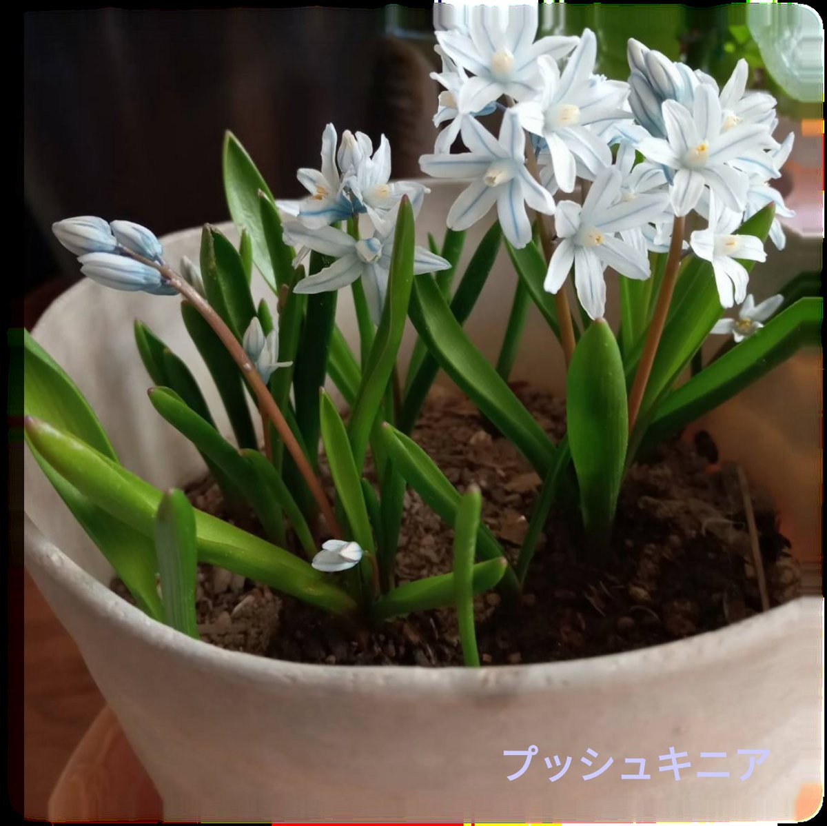 さっちゃん tweet media