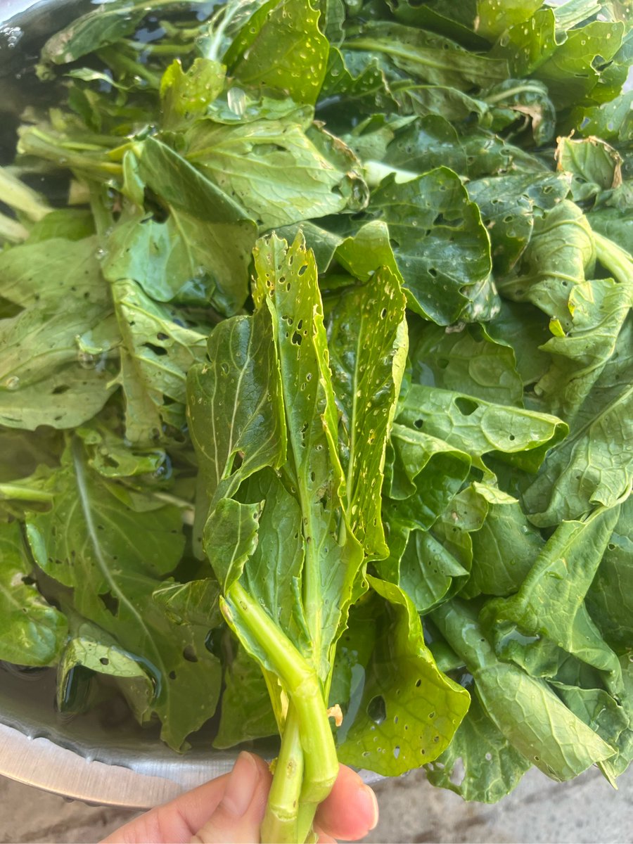 Katelin Metzdorf tweet media