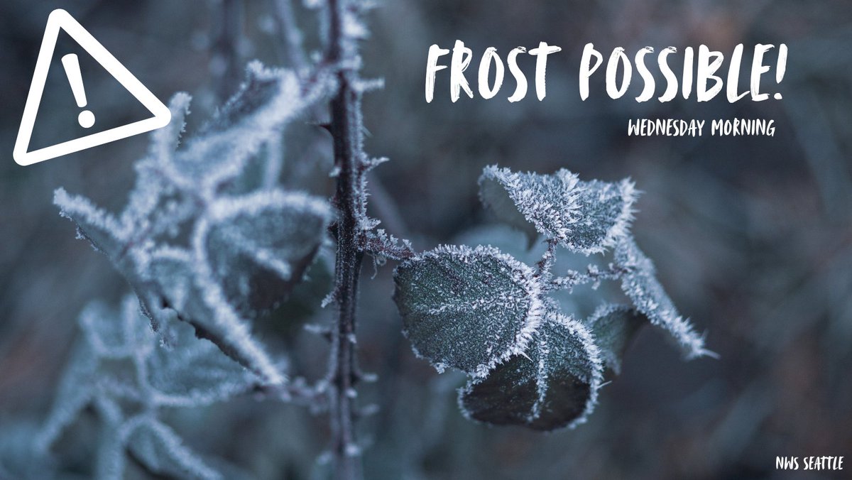 NWSSeattle's tweet image. Temps will dip into the low-mid 30s across the south Sound &amp;amp; Chehalis River Valley overnight, allowing for frost to develop by early Weds morning. Frost can damage or kill sensitive outdoor vegetation if left uncovered-so be sure to cover or bring sensitive plants indoors. #wawx