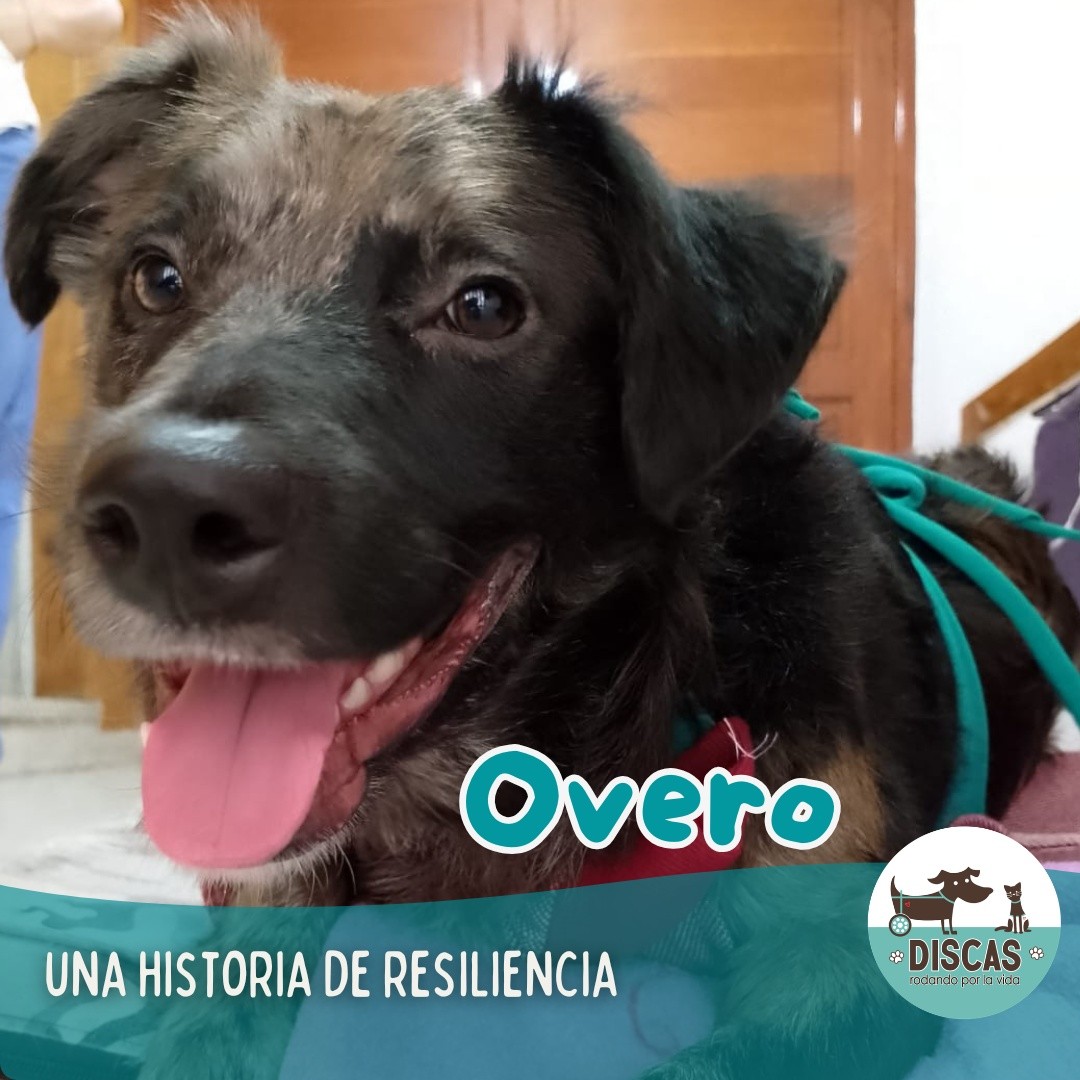 DiscasRodandoxLaVida tweet media