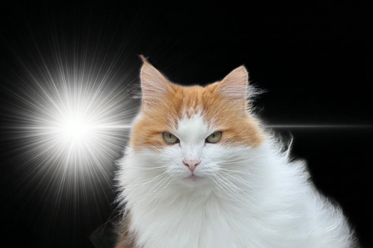 バーダーバーナビー卿 tweet media