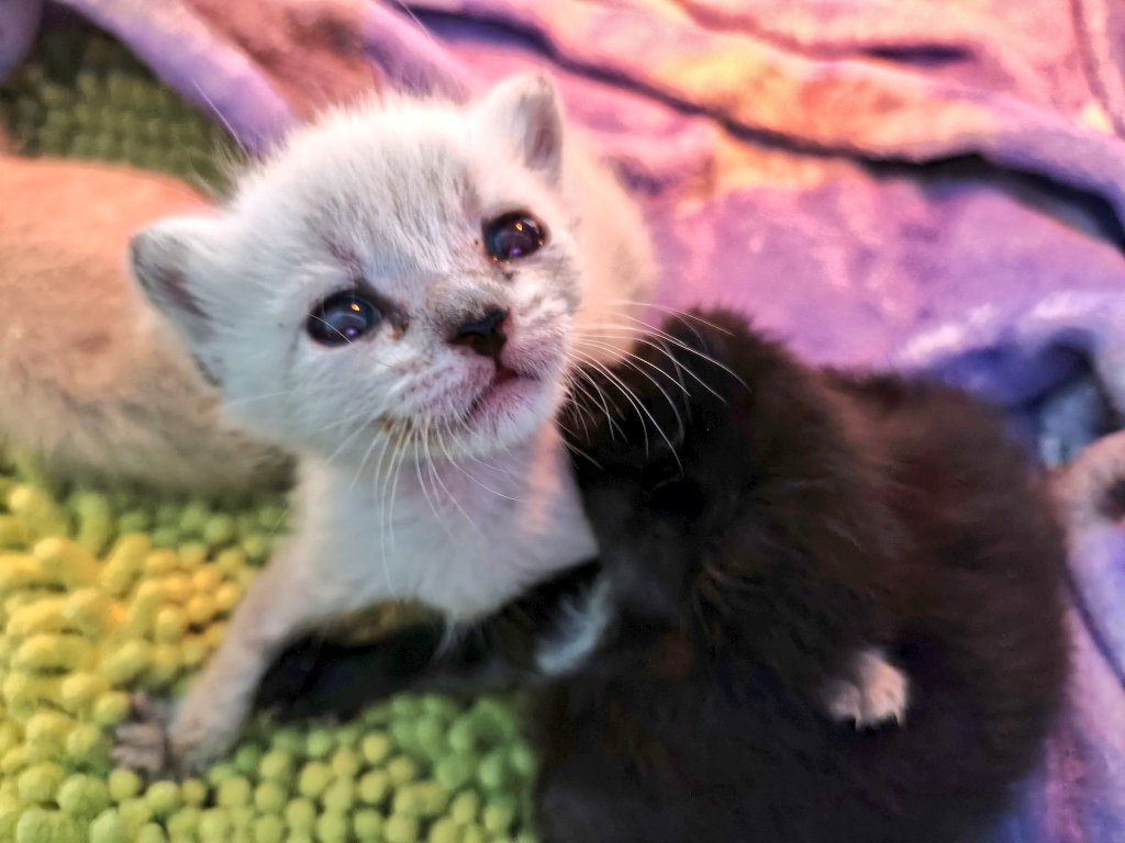 🕯️ Grimmi 🕯️Streamer and Vtuber and Spooky tweet media