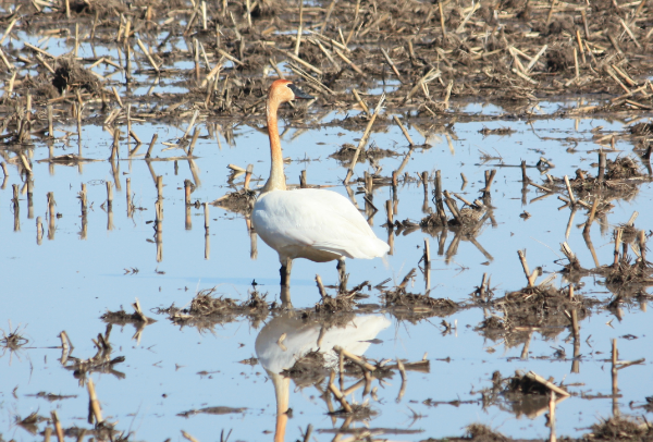 Lis 🇺🇸 🐭 tweet media