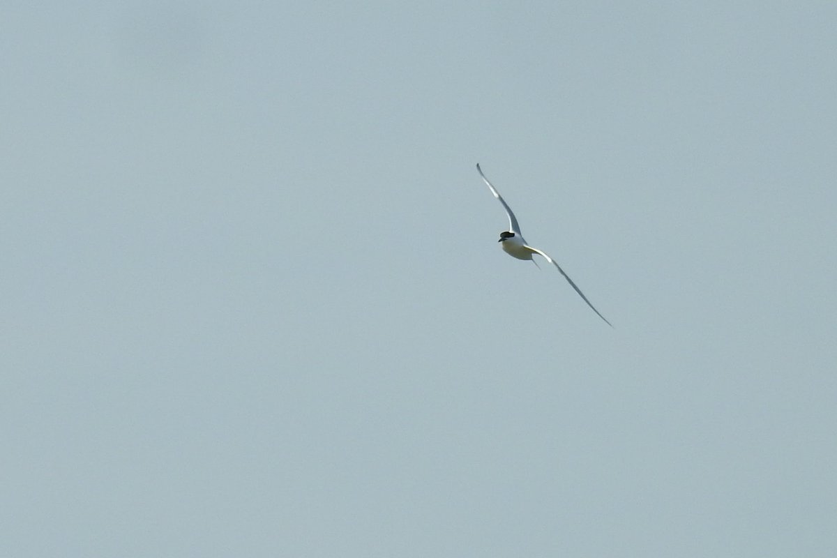 DFoyLiv's tweet photo. Perfect conditions for birding at Hilbre Island today, over the tide we had 50+ Sandwich Tern, 80+ PB Brents, 4 Eider, 100+ Scoter, 2 RT Diver, Guillemot, Goosander, 5 White Wags, 10 Sand Martin, Swallow, Gannet &amp; the resident Rock Pipits. #Hilbre #CAWOS #UKBirding @CAWOSBirding https://t.co/SrHK4cSyAk