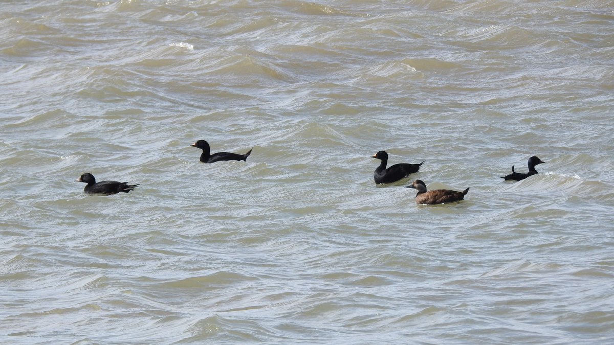 DFoyLiv's tweet photo. Perfect conditions for birding at Hilbre Island today, over the tide we had 50+ Sandwich Tern, 80+ PB Brents, 4 Eider, 100+ Scoter, 2 RT Diver, Guillemot, Goosander, 5 White Wags, 10 Sand Martin, Swallow, Gannet &amp; the resident Rock Pipits. #Hilbre #CAWOS #UKBirding @CAWOSBirding https://t.co/SrHK4cSyAk
