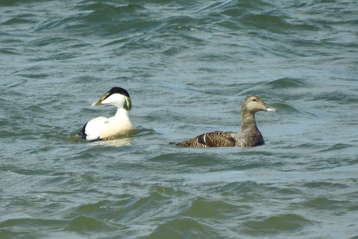 DFoyLiv's tweet photo. Perfect conditions for birding at Hilbre Island today, over the tide we had 50+ Sandwich Tern, 80+ PB Brents, 4 Eider, 100+ Scoter, 2 RT Diver, Guillemot, Goosander, 5 White Wags, 10 Sand Martin, Swallow, Gannet &amp; the resident Rock Pipits. #Hilbre #CAWOS #UKBirding @CAWOSBirding https://t.co/SrHK4cSyAk